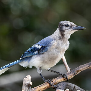 Young Blue Jay