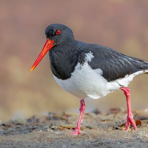 oystercatcher-1000-b.jpg