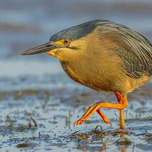 striated-heron-1068-c-2.jpg