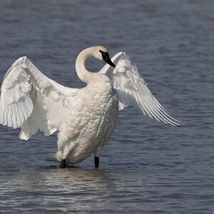 R7_D6652 Trumpeter Swan.jpg