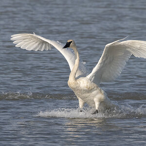 R7_D6453 Trumpeter Swan.jpg