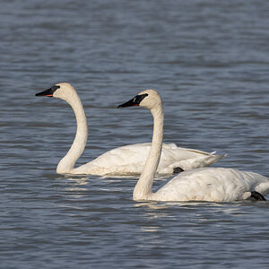 R7_D6486 Trumpeter Swan.jpg