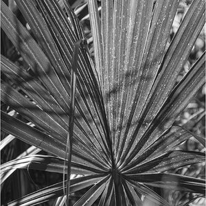 Palm_BW.jpg