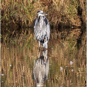 Great Blue Heron_2.jpg