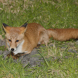 Ezo red fox