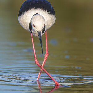 stilt-pied-1192-c.jpg