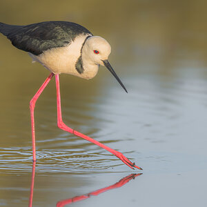 stilt-pied-1245-d.jpg