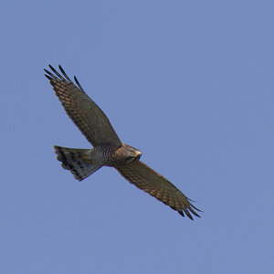 Grey-faced buzzard