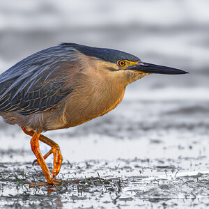 heron-striated-0001-b.jpg