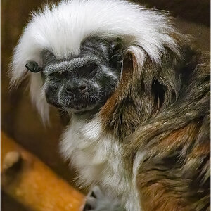 Cotton Top Tamarin.jpg