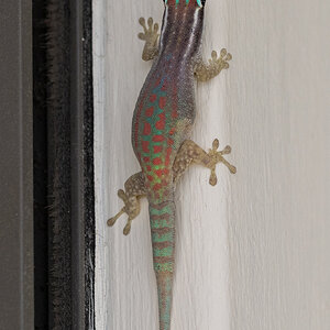 Mauritius Ornate Day Gecko.jpg