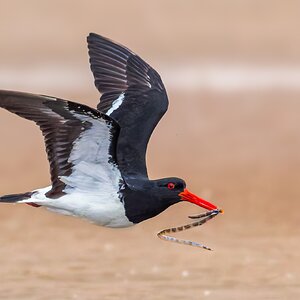 oystercatcher-snake-01.jpg