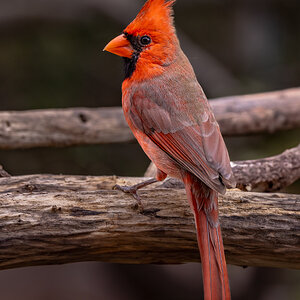 Northern Cardinal, San Antonio