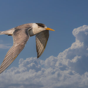 crested-tern-bif-cloud-0001-b-2.jpg