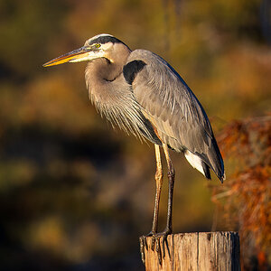 2024-067-291 Caddo Lake trip-2.jpg