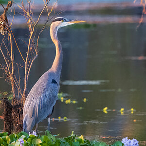 2024-067-700 Caddo Lake trip-2.jpg