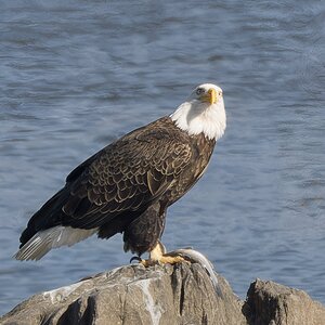 Eagle with fish on rocks 2..jpg