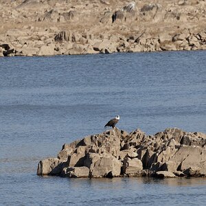 Eagle on rock with fish Original.jpg