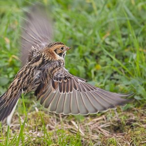 Lapland Bunting 4 Staines.jpg