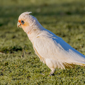 corella-litte-0002-c.jpg