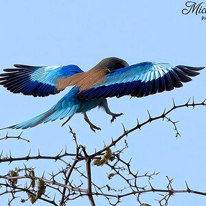 Lilac breasted roller landing approach