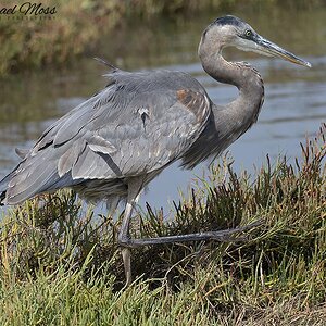 Blue heron walking profile