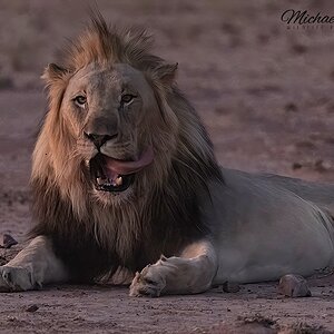 Lion Marataba very low light ISO 25600