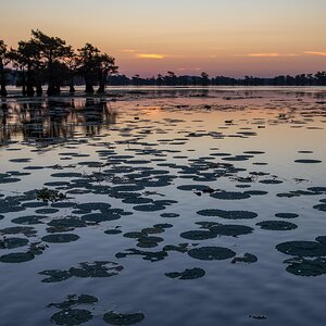 2024-067-058 Caddo Lake trip.jpg