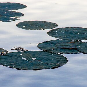 2024-067-059 Caddo Lake trip.jpg