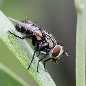 Media 'fly.jpg' in category 'Photography Challenges'