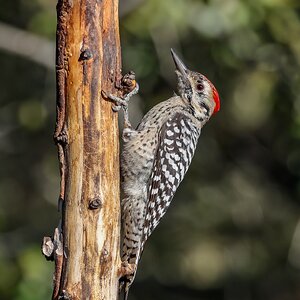 Media 'Ladderback woodpecker' in category 'Wildlife'