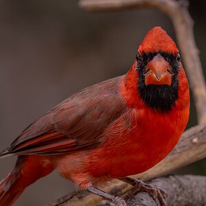 Northern cardinal