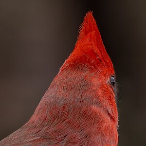 Northern cardinal