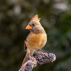 Mexican Cardinal. phyrulluxia