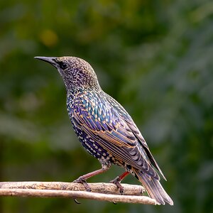 starling