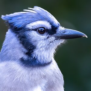 blue Jay Buddy