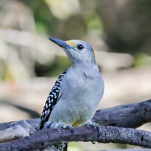 yellow breasted woodpecker