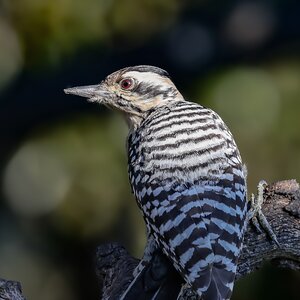 ladder back woodpecker female