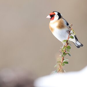 Goldfinch-483A8885-3000px.jpg