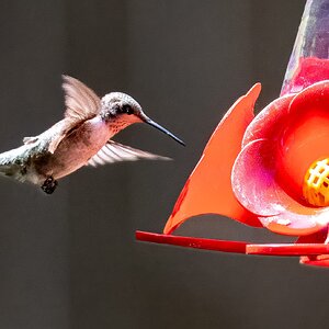 2024-057-043 Hummingbirdsl-2.jpg