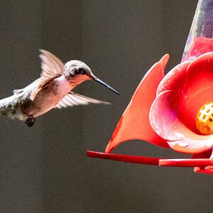 hummingbird.jpg