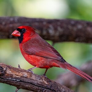 Media 'Male Cardinal-2248.jpg' in category 'Wildlife'