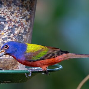 Male Painted Bunting-.jpg