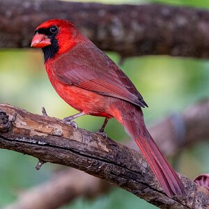 Male Cardinal-2250.jpg