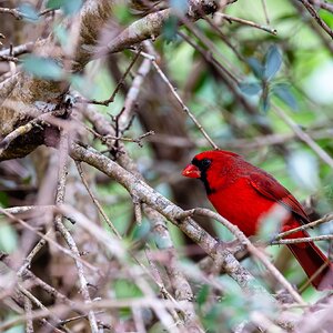 Male Cardinal DNG-.jpg