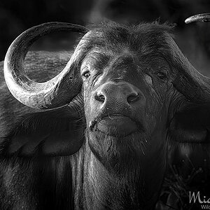 Buffalo female Djuma 2023 BW copy.jpg