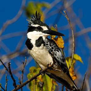 Pied Kingfisher 3.jpg