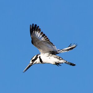 Pied Kingfisher about to dive.jpg