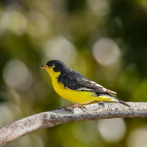 Lesser yellow finch