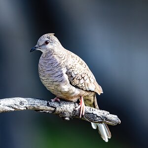 Inca dove